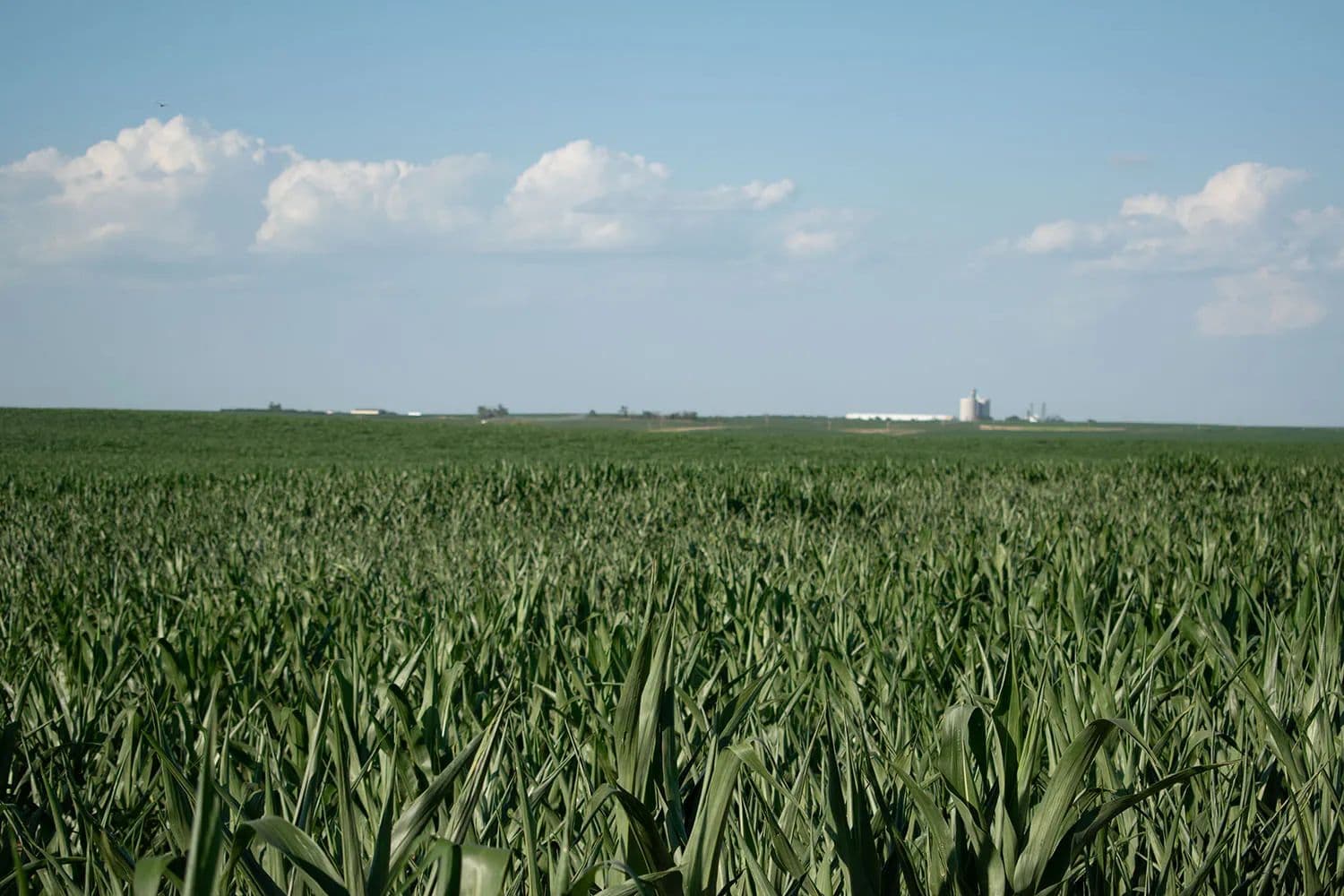 Perkins County Dry Cropland - Grainton, Nebraska, 69169
