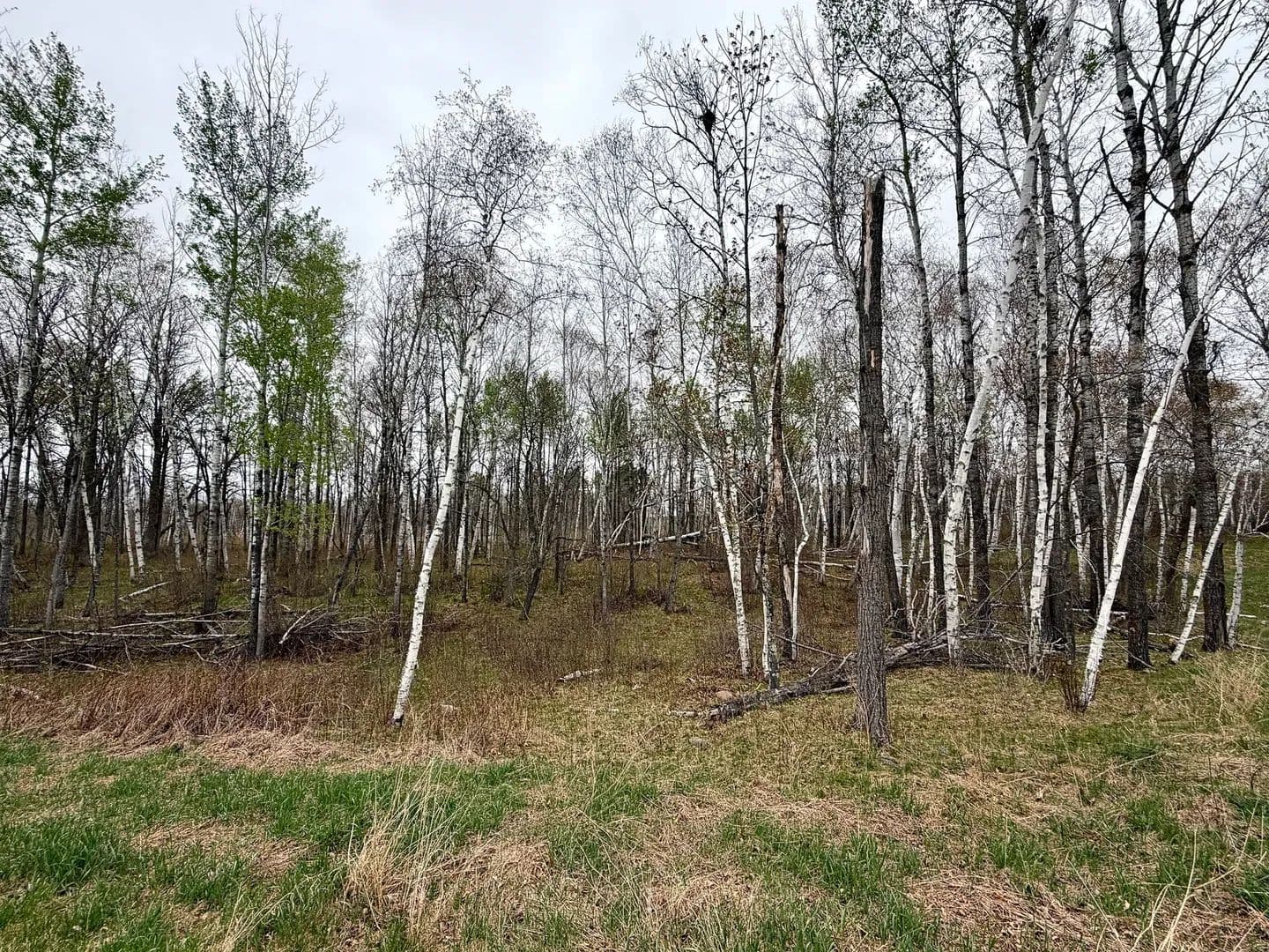 Land -Single Family Acreage in Bemidji - Bemidji, Minnesota, 56601