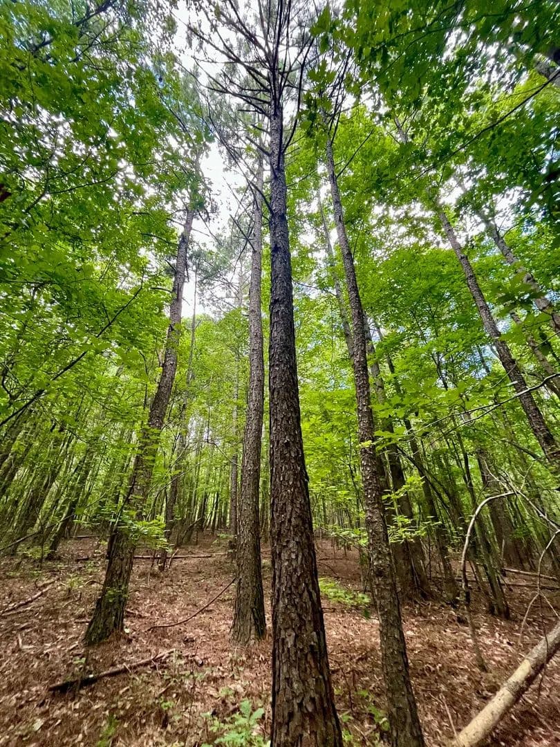 21+/- Acres in Woodland, AL - Woodland, Alabama, 36280