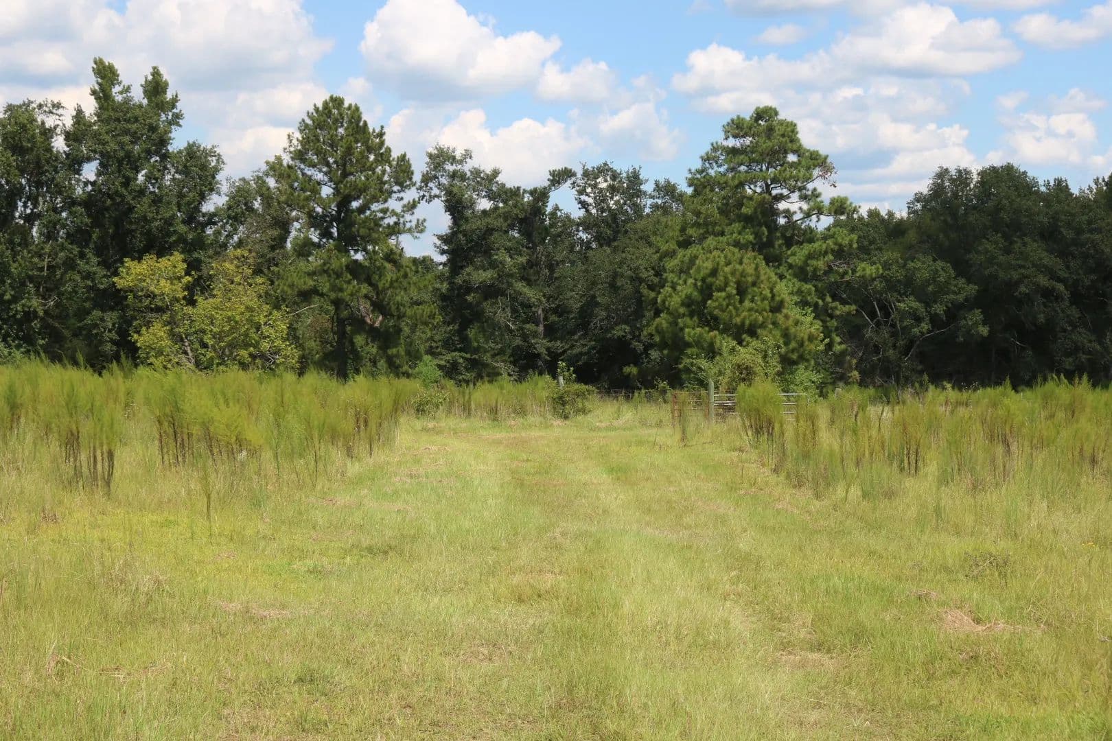 81.42 Acres in Johnson County, GA  - Kite, Georgia, 31049