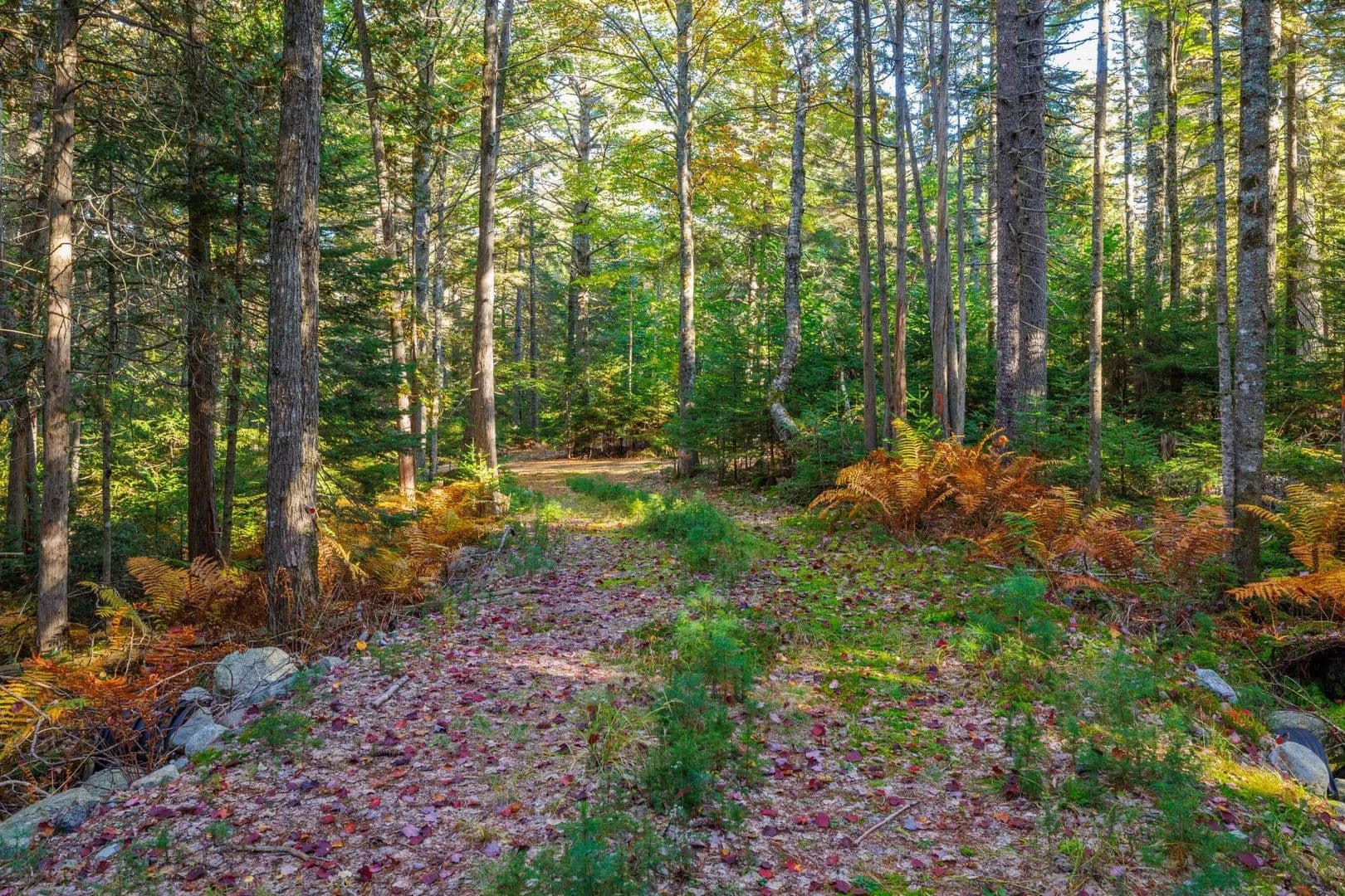 Land -Single Family Acreage in Surry - Surry, Maine, 04684