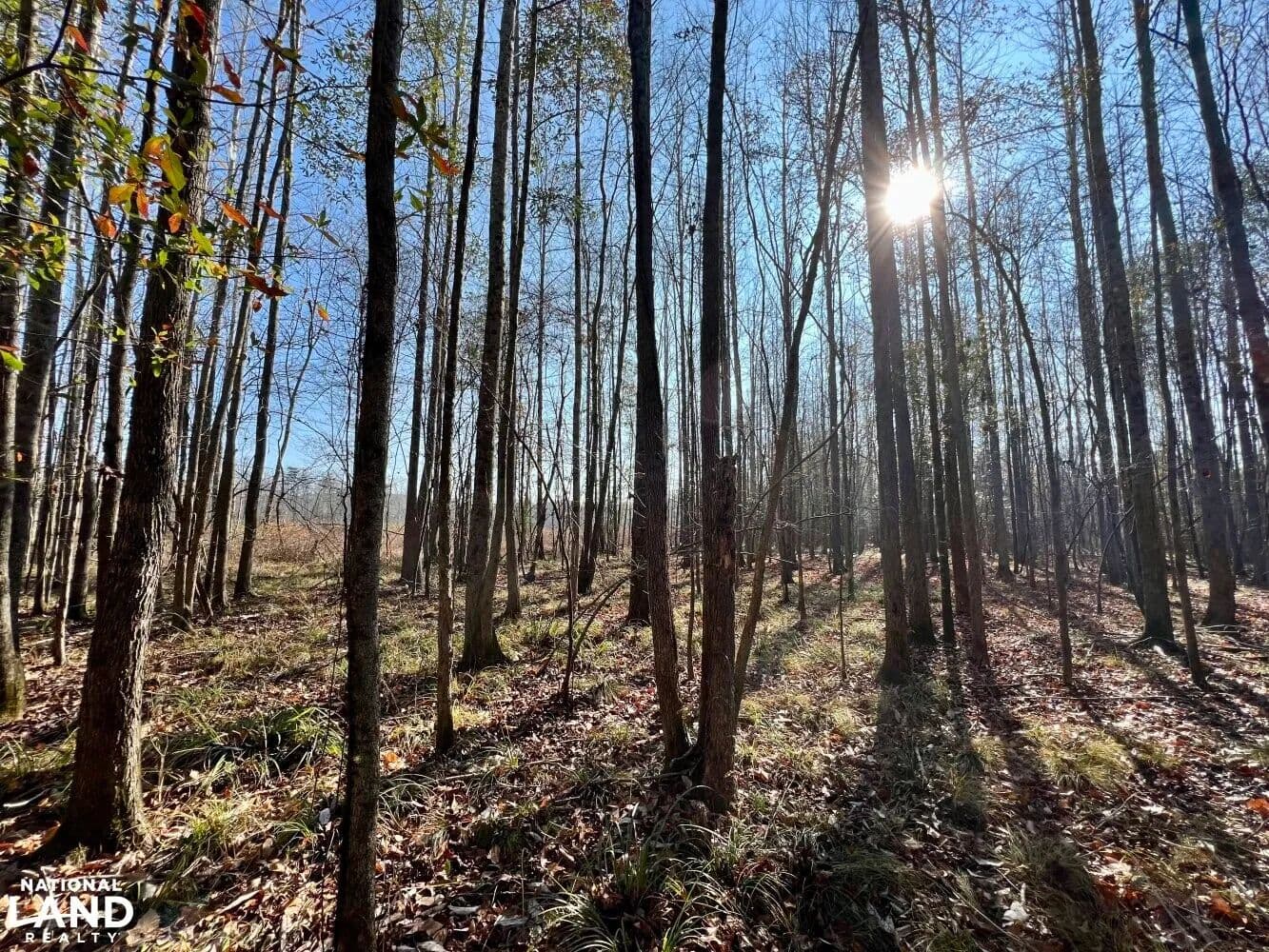 The CR 219 Suttle Tract - Summerfield, Alabama, 36701