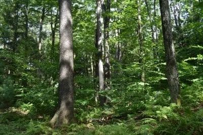 Corliss Hunt, Fish, Camp