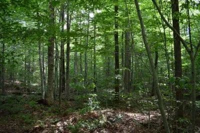 Spruce Creek Serenity