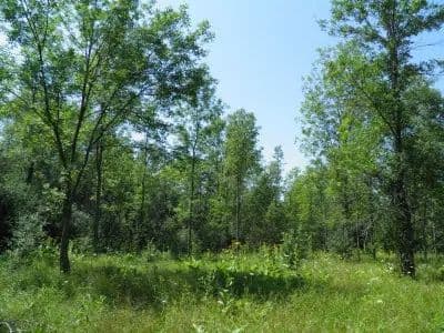 Black Pond Whitetails