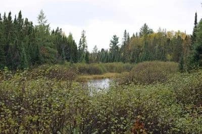 Moose Trails Camp 1118217