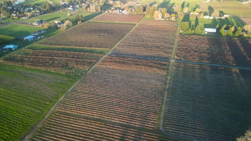 Established Blueberry Farm Near Forest Grove