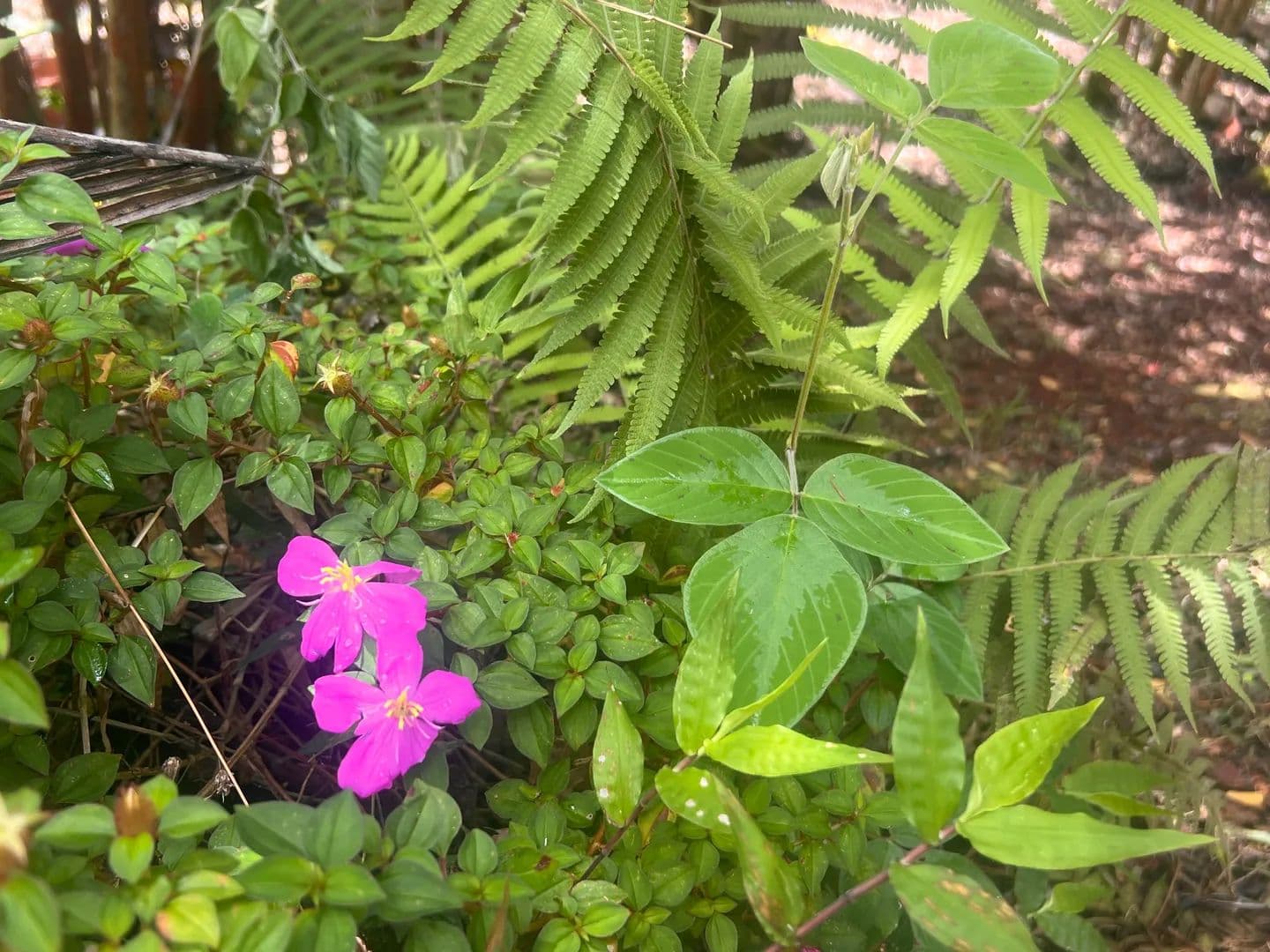 Vacant Land in Pahoa - Pahoa, Hawaii, 96778