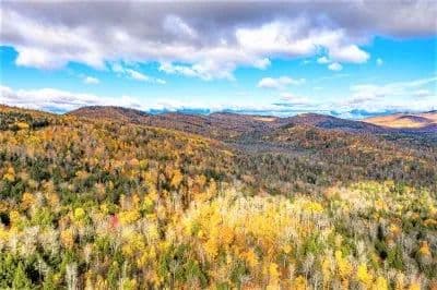 Webb River Forest - Mexico