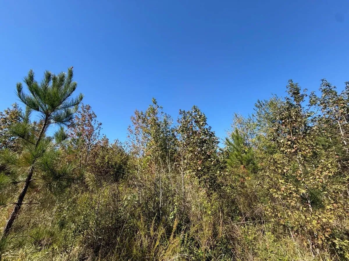 Cheeks Creek 731 Tract - Mount Gilead, North Carolina, 27371
