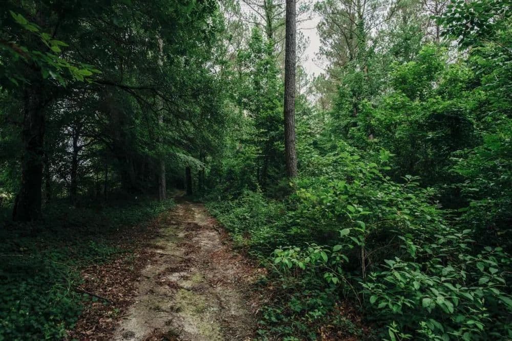 South Pontotoc Development, Timber and Investment Property - Pontotoc, Mississippi, 38863