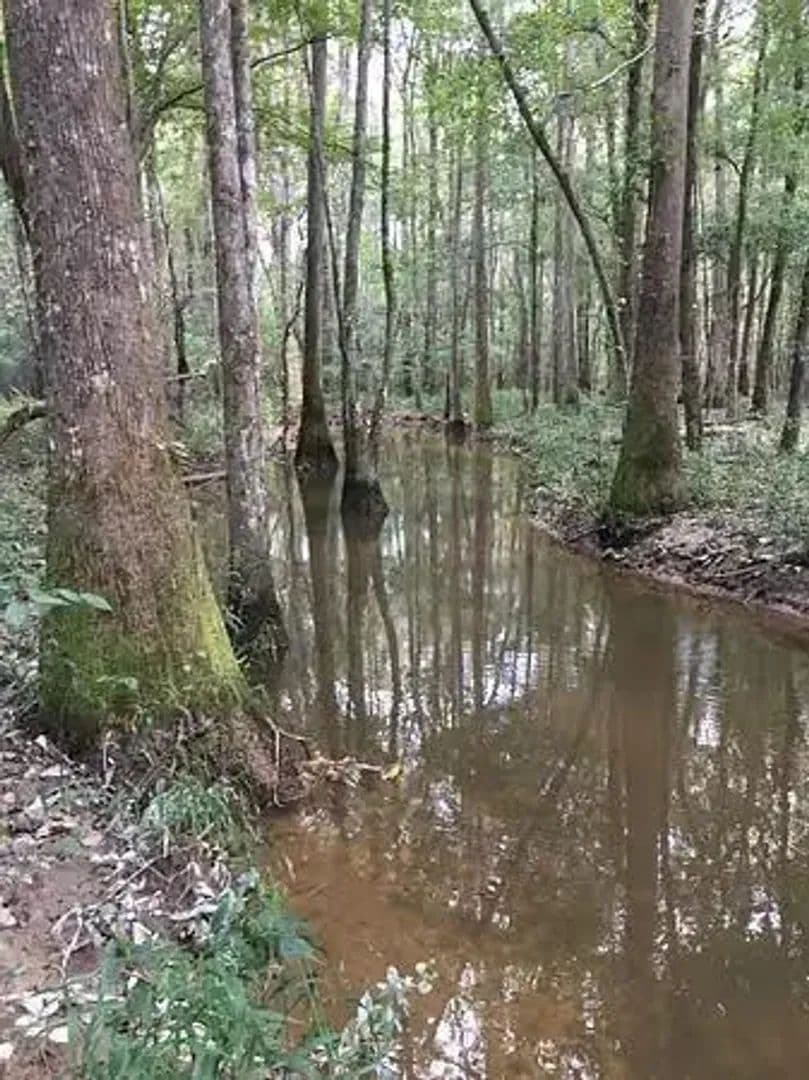 Kisatchie Tract - Alexandria, Louisiana, 71485