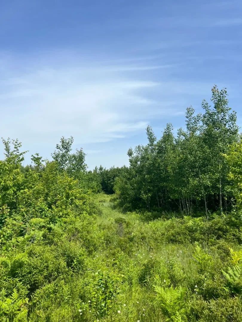 Chalk Hills Road - Daggett, Michigan, 49821