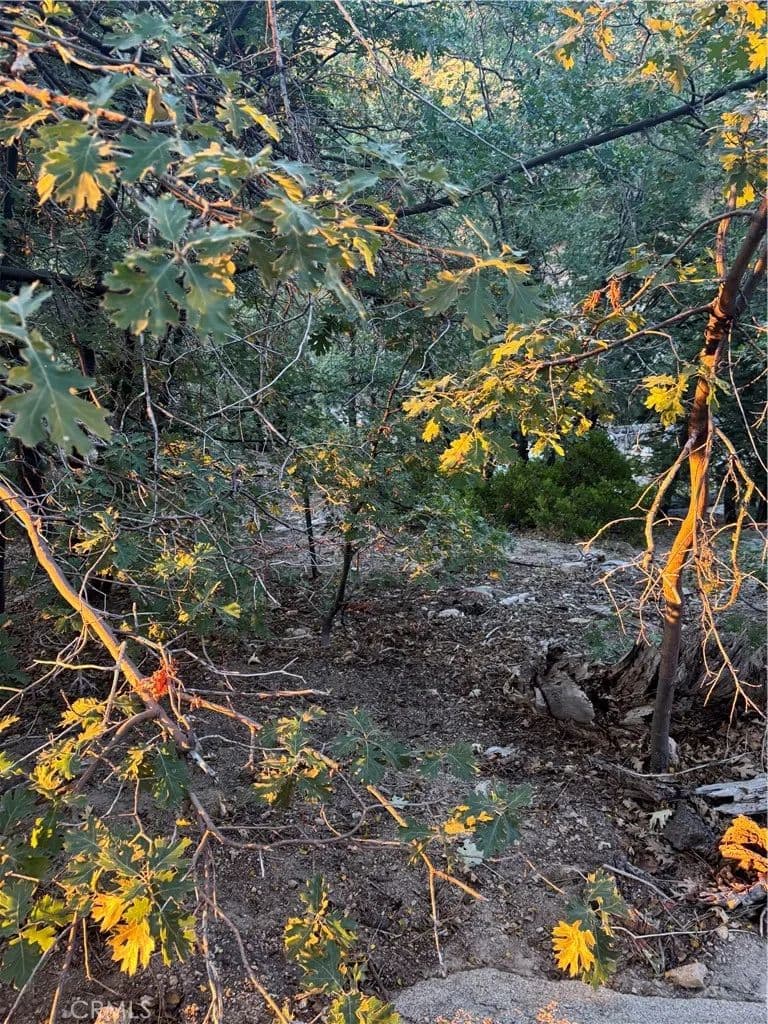 Vacant Land in Cedarpines Park - Cedarpines Park, California, 92322