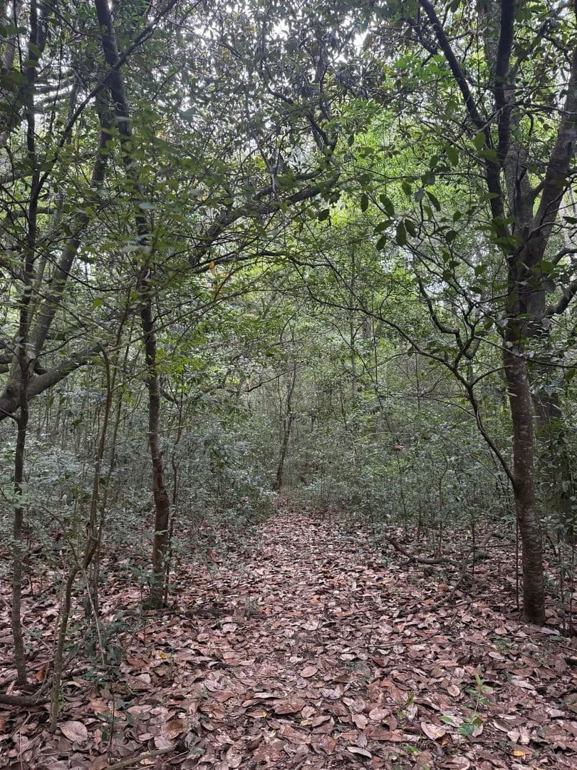 Wooded 1 acre lot in Geneva City Limits - Geneva, Alabama, 36340