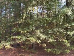 Lots & Land-Other in London - London, Arkansas, 72847