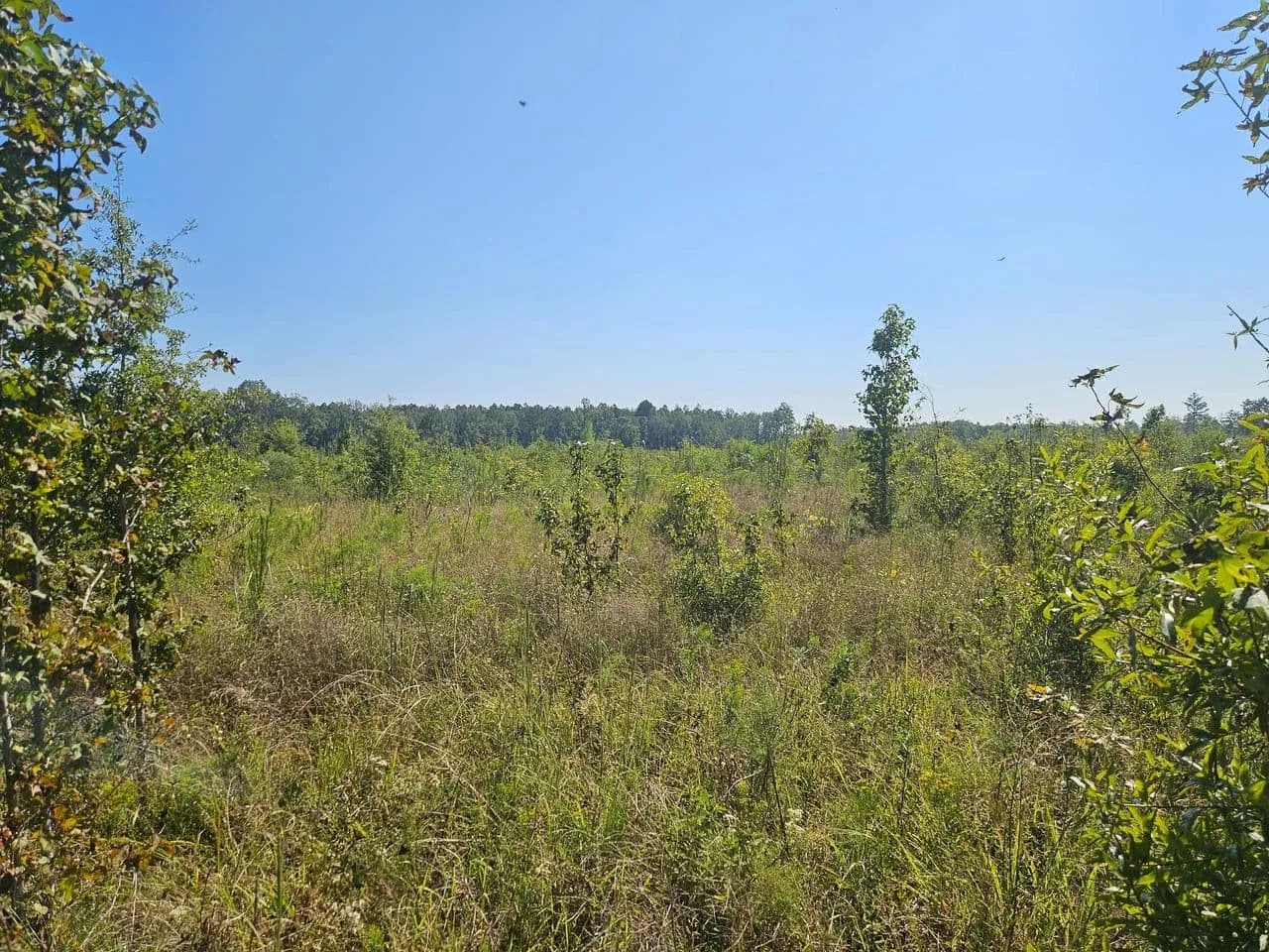 55 Acres Marion County - Columbia, Mississippi, 39429