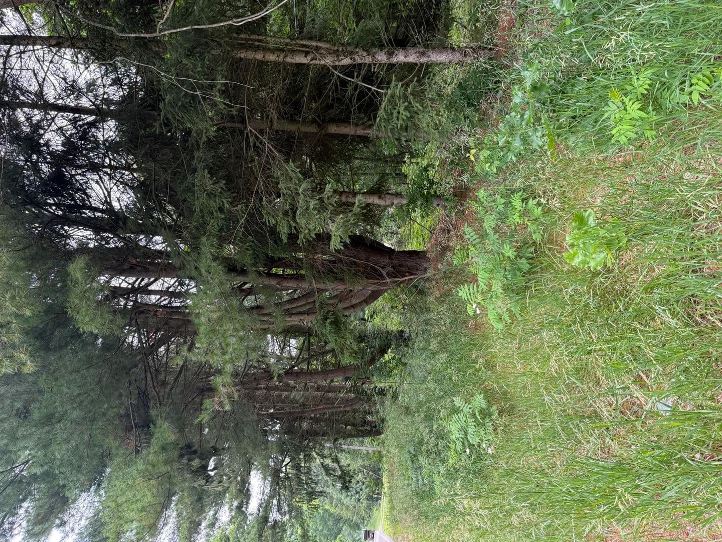 5.1 Acres of Land for Sale in Pierson, MI - Pierson, Michigan, 49339