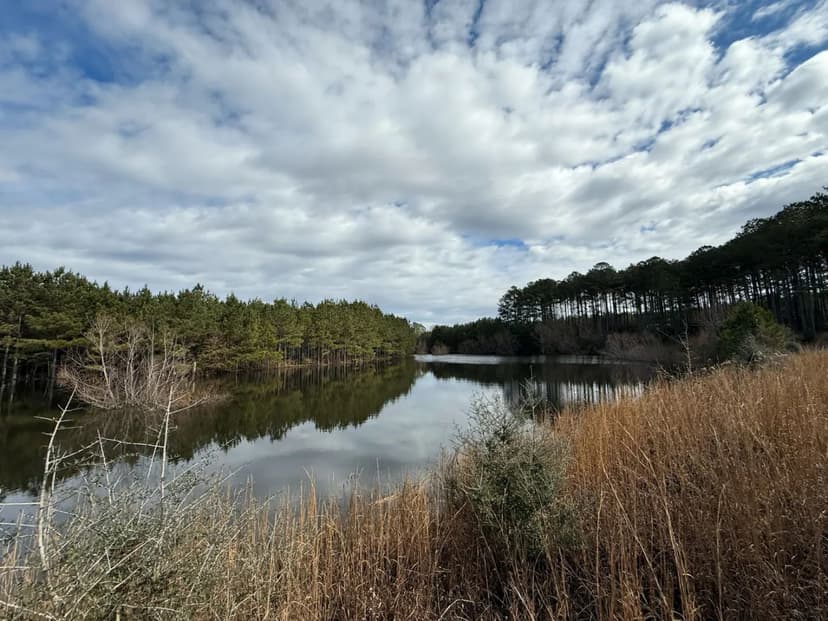 155 Acres in Jefferson Davis County in Carson, MS