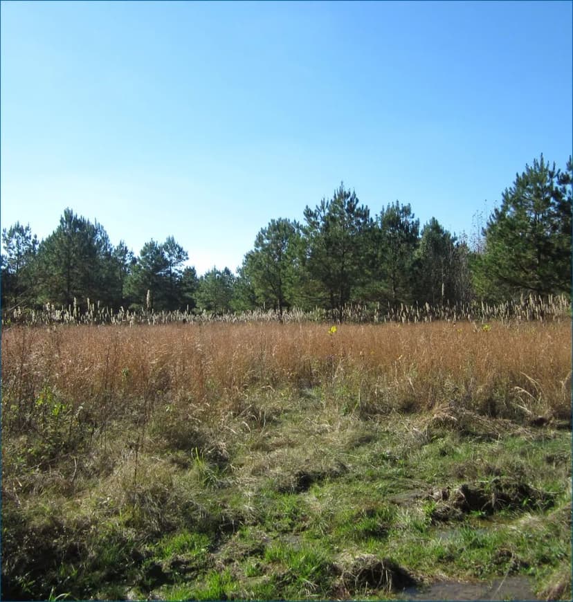 29.28 Acres (Tract 2) in Tippah County in Walnut, MS