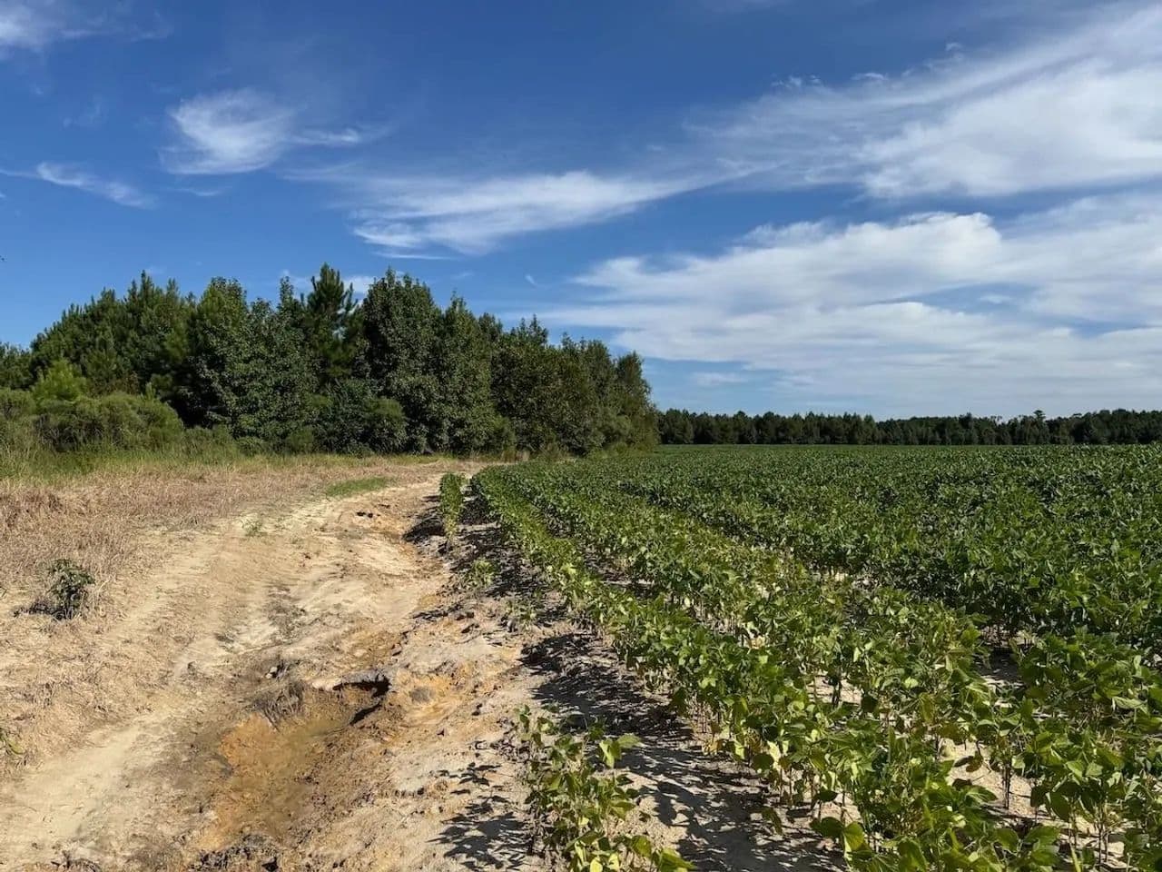 65.21 acres of Undeveloped Land For Sale in Horry County, SC! - Green Sea, South Carolina, 29545
