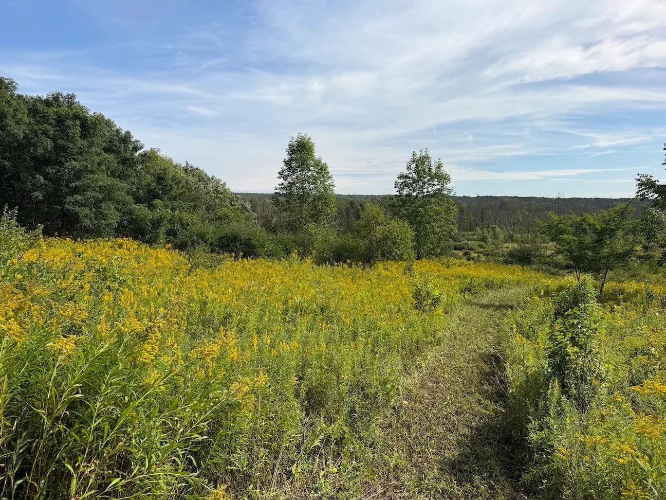 13.22 acres Hunting Land and Building Site in South Dayton NY Dye Road - South Dayton, New York, 14138