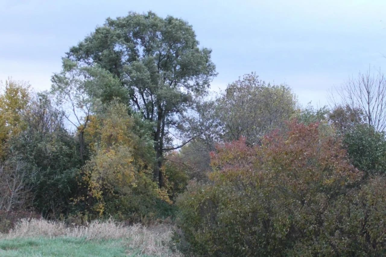 Land -Single Family Acreage in Elburn - Elburn, Illinois, 60119