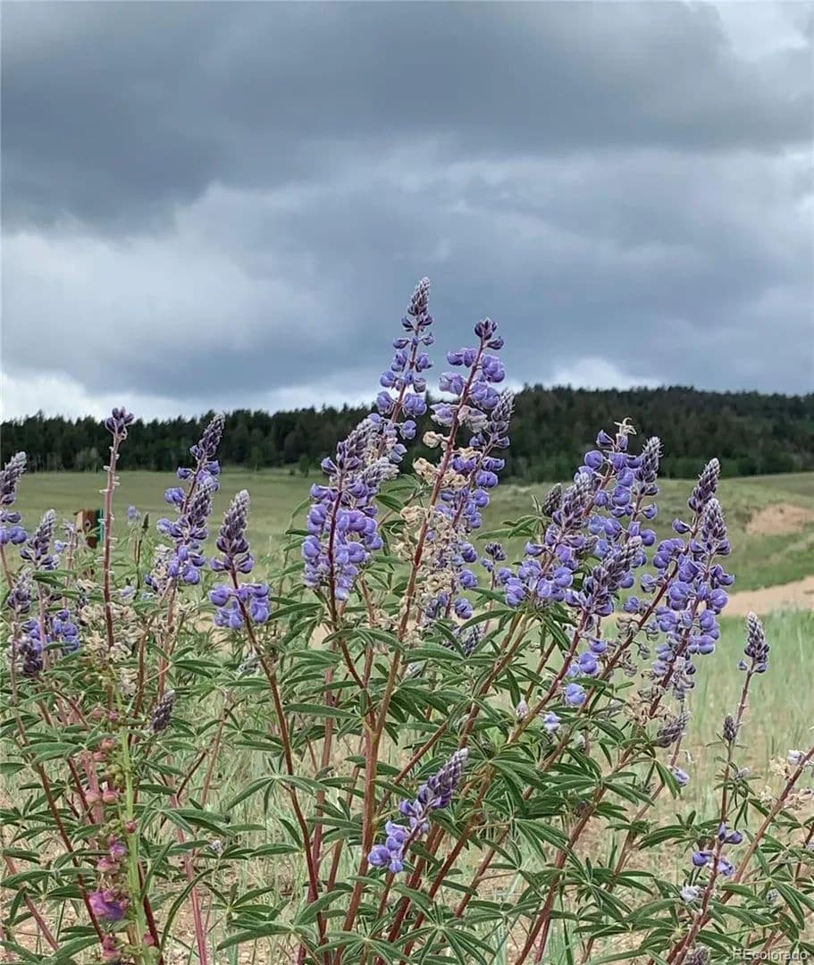Lots & Land-Other in Hartsel - Hartsel, Colorado, 80449