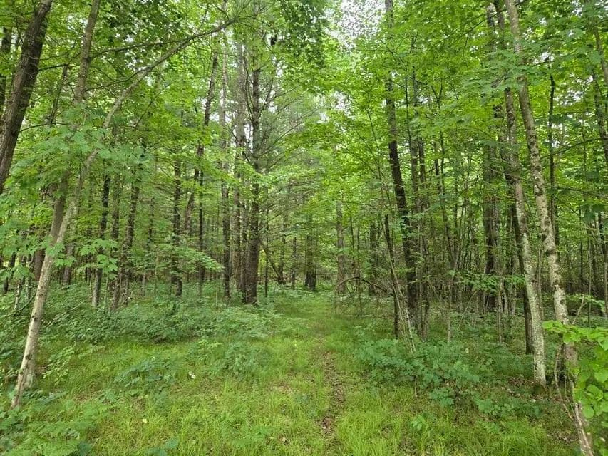 Vacant Land in Chase - Chase, Michigan, 49623