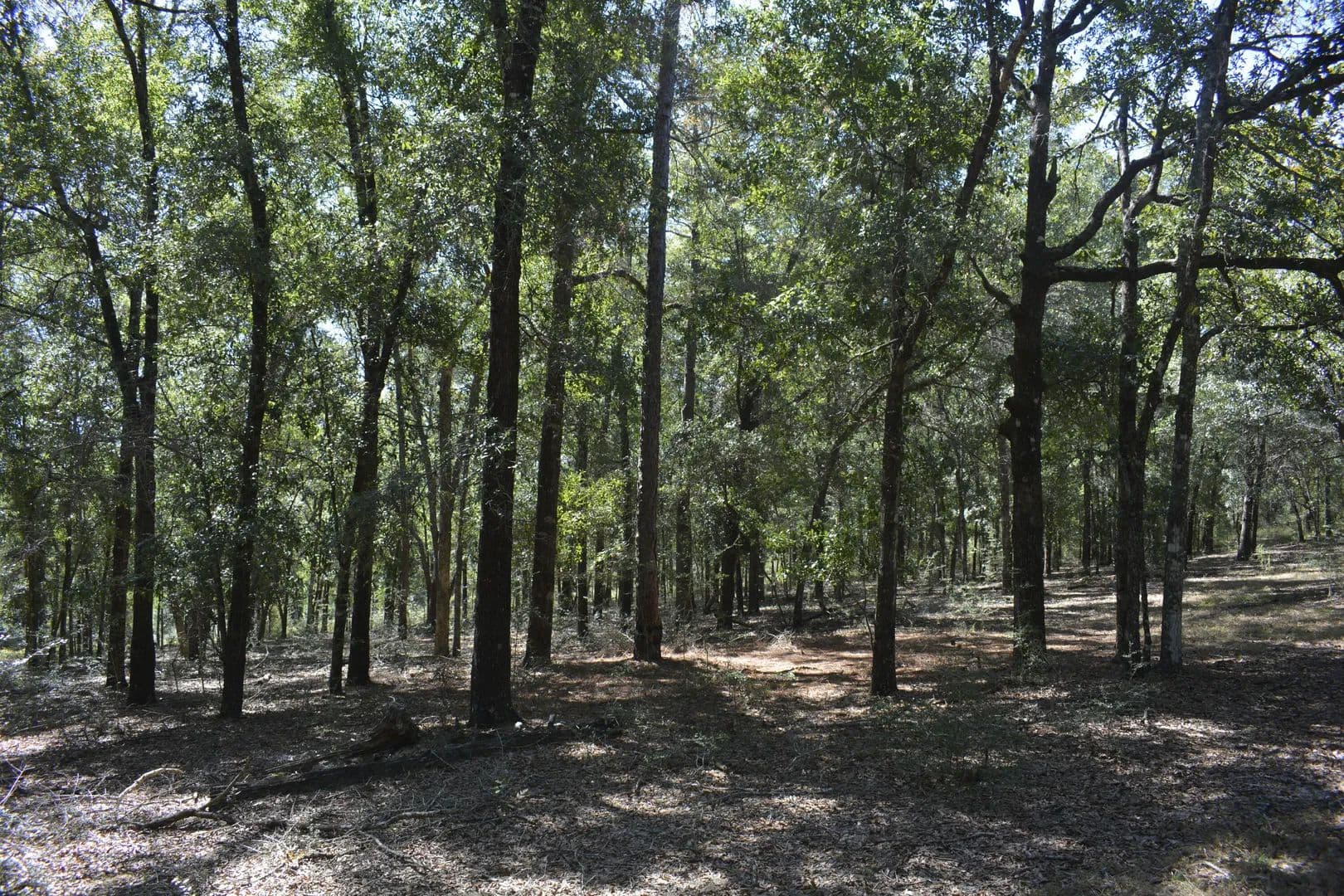 Vacant Land in Crestview - Crestview, Florida, 32539