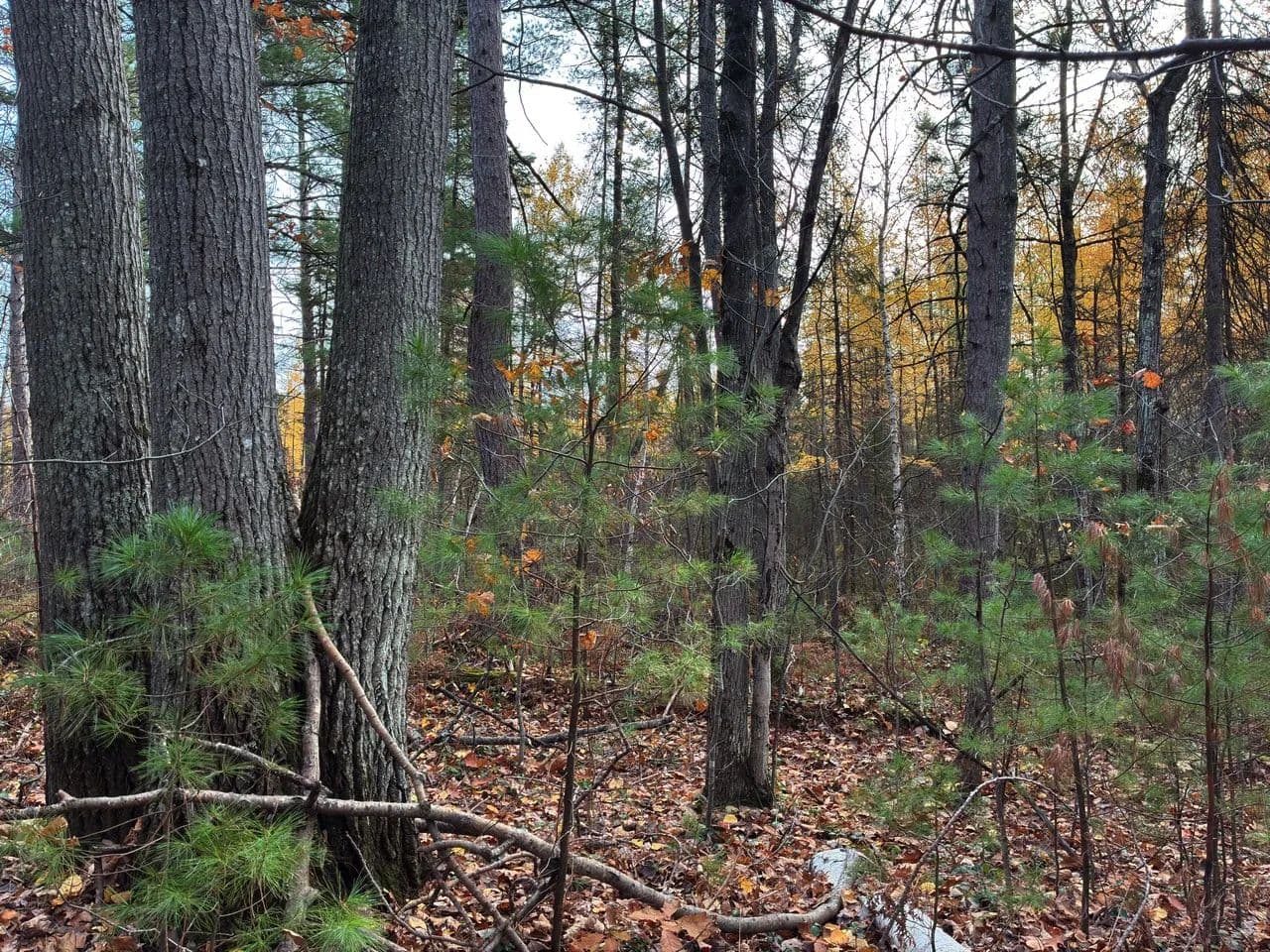 Land -Single Family Acreage in Lac du Flambeau - Lac Du Flambeau, Wisconsin, 54538