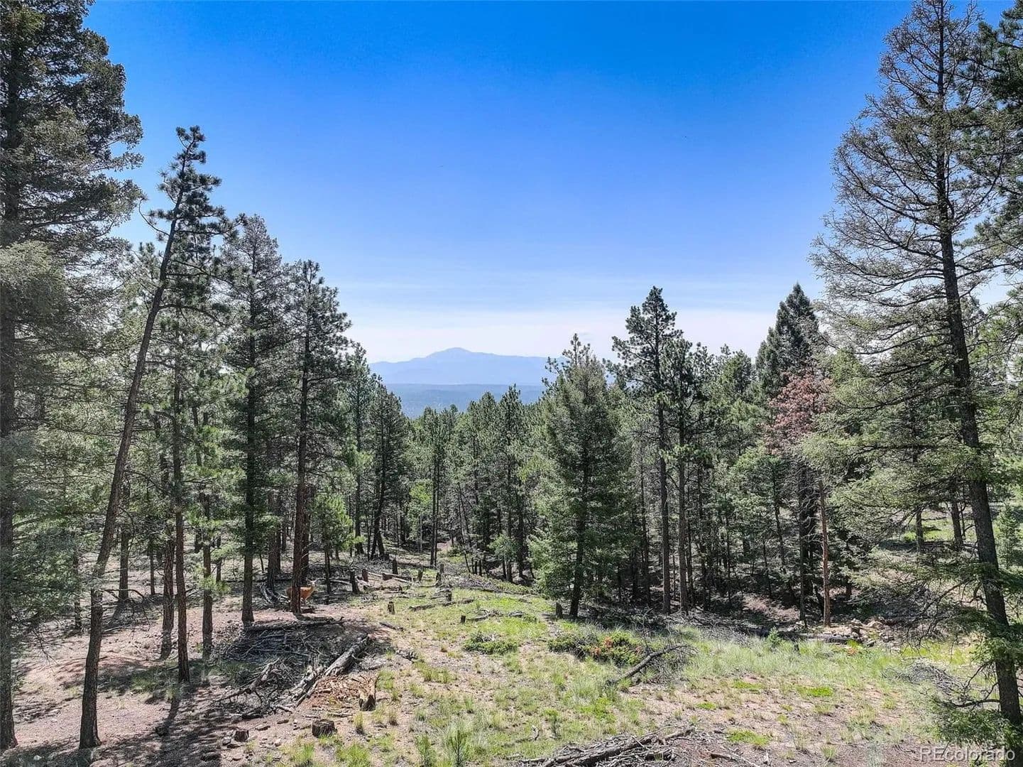 Vacant Land in Florissant - Florissant, Colorado, 80816