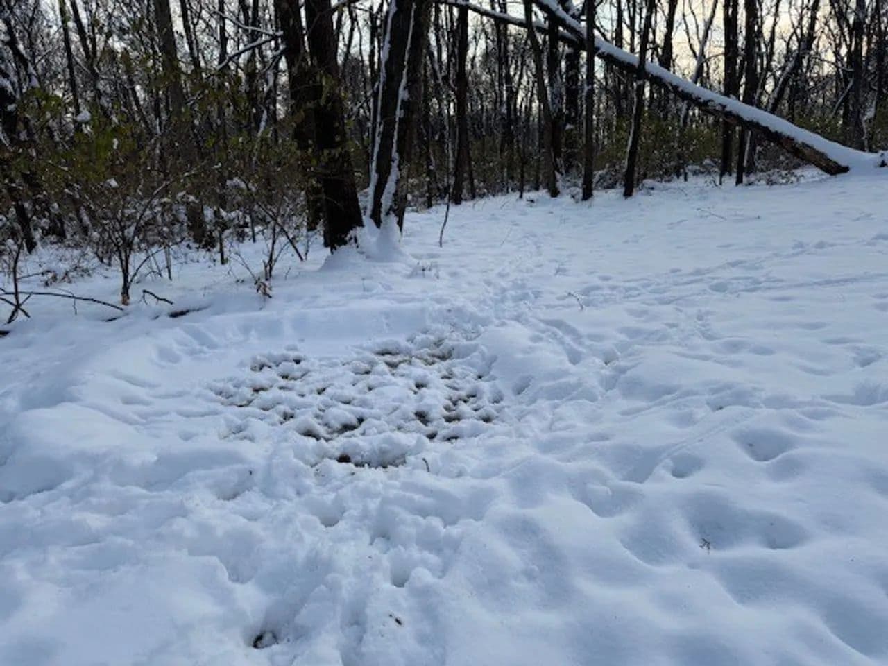 Cass County IL 10 acres great deer and turkey hunting! in Beardstown, Illinois - photo 12