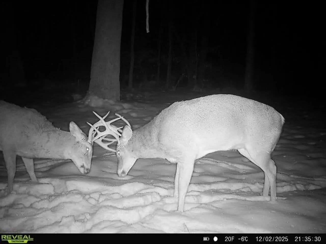Cass County IL 10 acres great deer and turkey hunting! - Beardstown, Illinois, 62618
