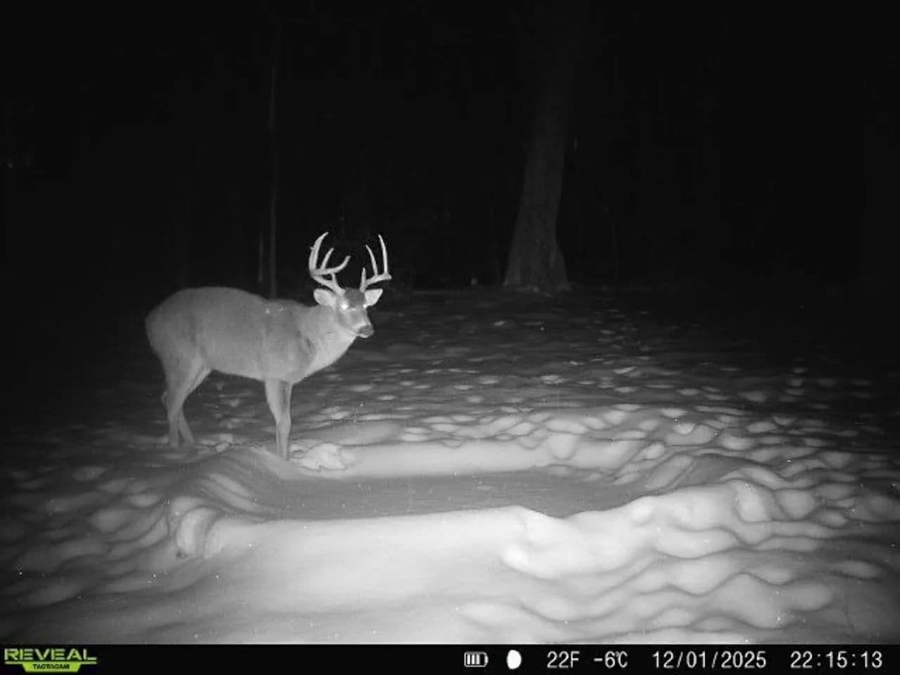Cass County IL 10 acres great deer and turkey hunting! in Beardstown, Illinois - photo 2