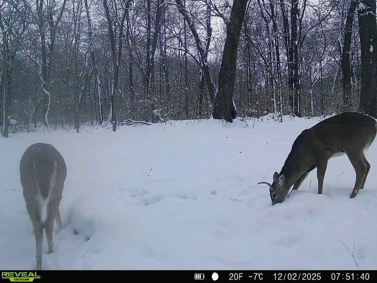 Cass County IL 10 acres great deer and turkey hunting! in Beardstown, Illinois - photo 6