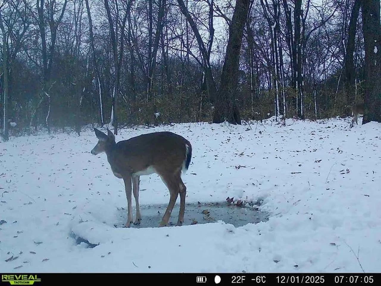Cass County IL 10 acres great deer and turkey hunting! in Beardstown, Illinois - photo 4