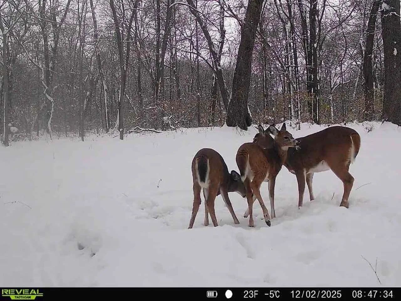 Cass County IL 10 acres great deer and turkey hunting! in Beardstown, Illinois - photo 5