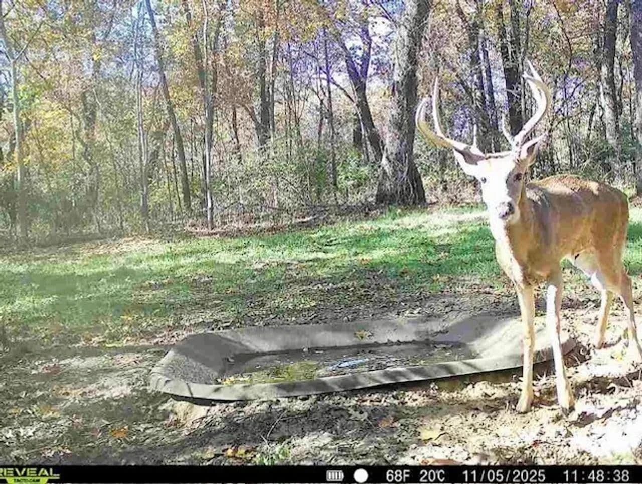 Cass County IL 10 acres great deer and turkey hunting! in Beardstown, Illinois - photo 14