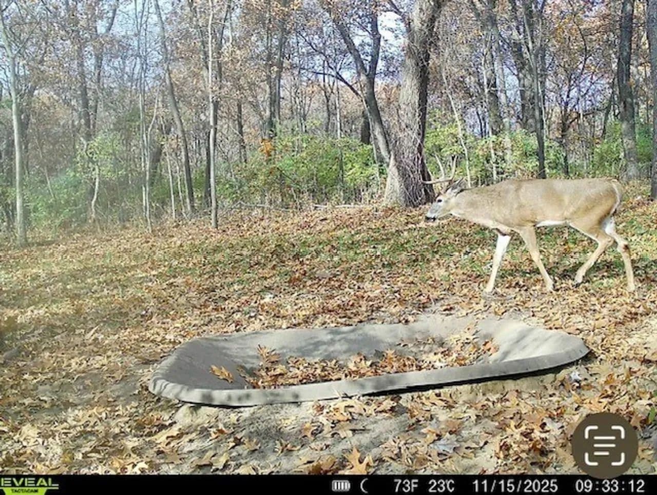 Cass County IL 10 acres great deer and turkey hunting! in Beardstown, Illinois - photo 17