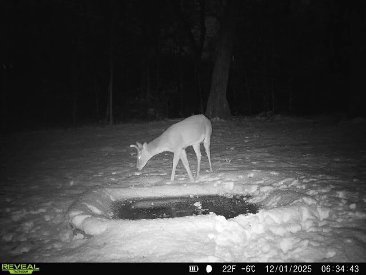 Cass County IL 10 acres great deer and turkey hunting! in Beardstown, Illinois - photo 9