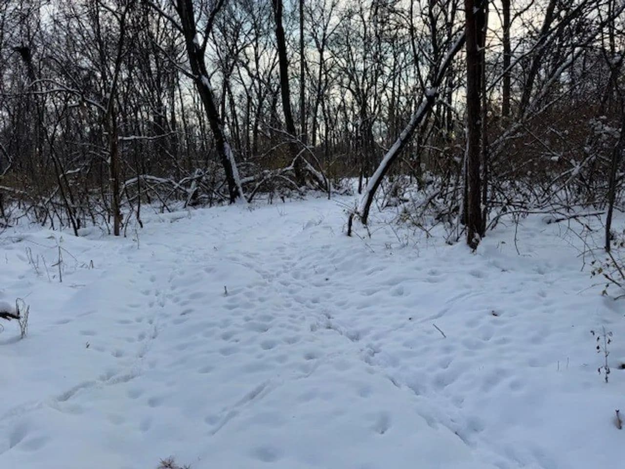 Cass County IL 10 acres great deer and turkey hunting! in Beardstown, Illinois - photo 11