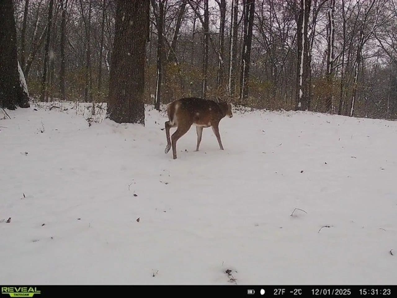 Cass County IL 10 acres great deer and turkey hunting! in Beardstown, Illinois - photo 3