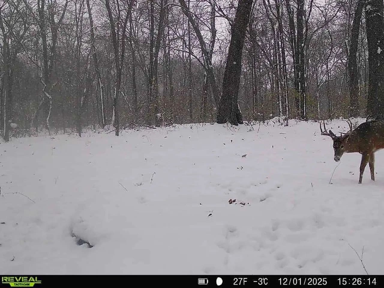 Cass County IL 10 acres great deer and turkey hunting! in Beardstown, Illinois - photo 8