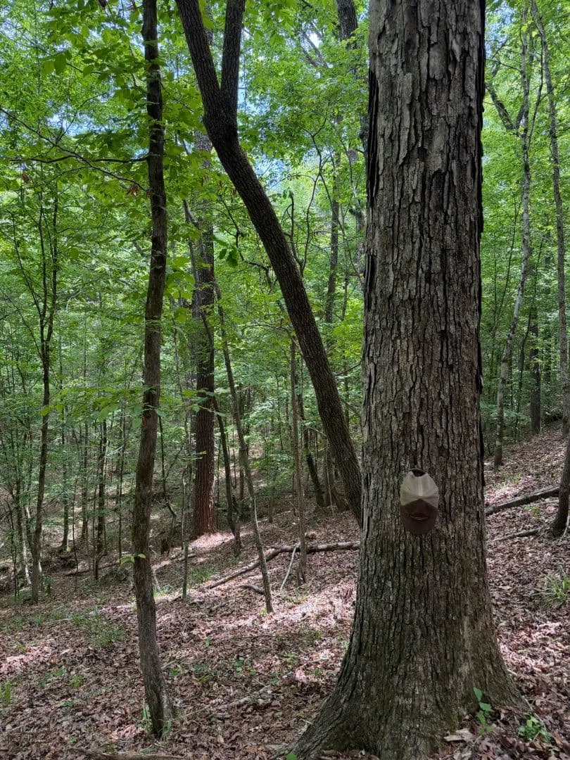 120 Acres in Lauderdale County, MS 