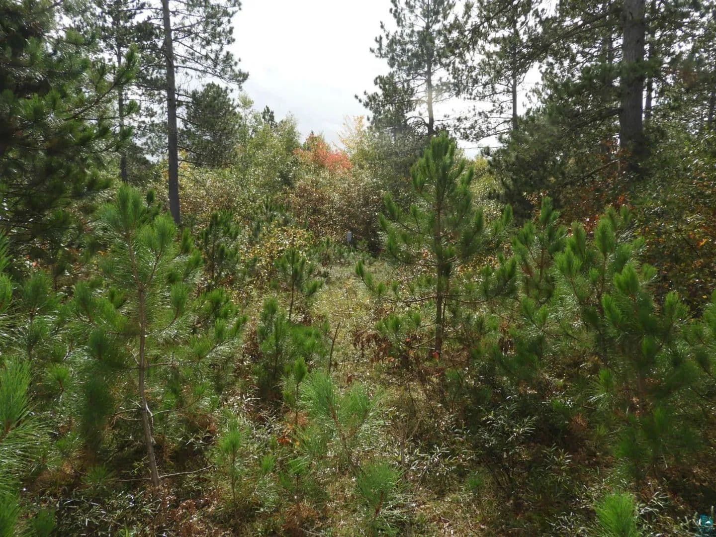 Vacant Land in Barnes - Barnes, Wisconsin, 54873