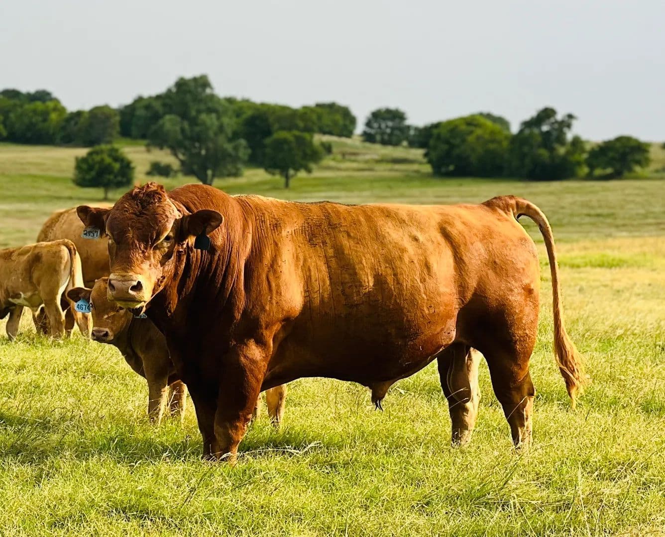 ABN Legacy Wagyu Ranch - Walters, Oklahoma, 73572