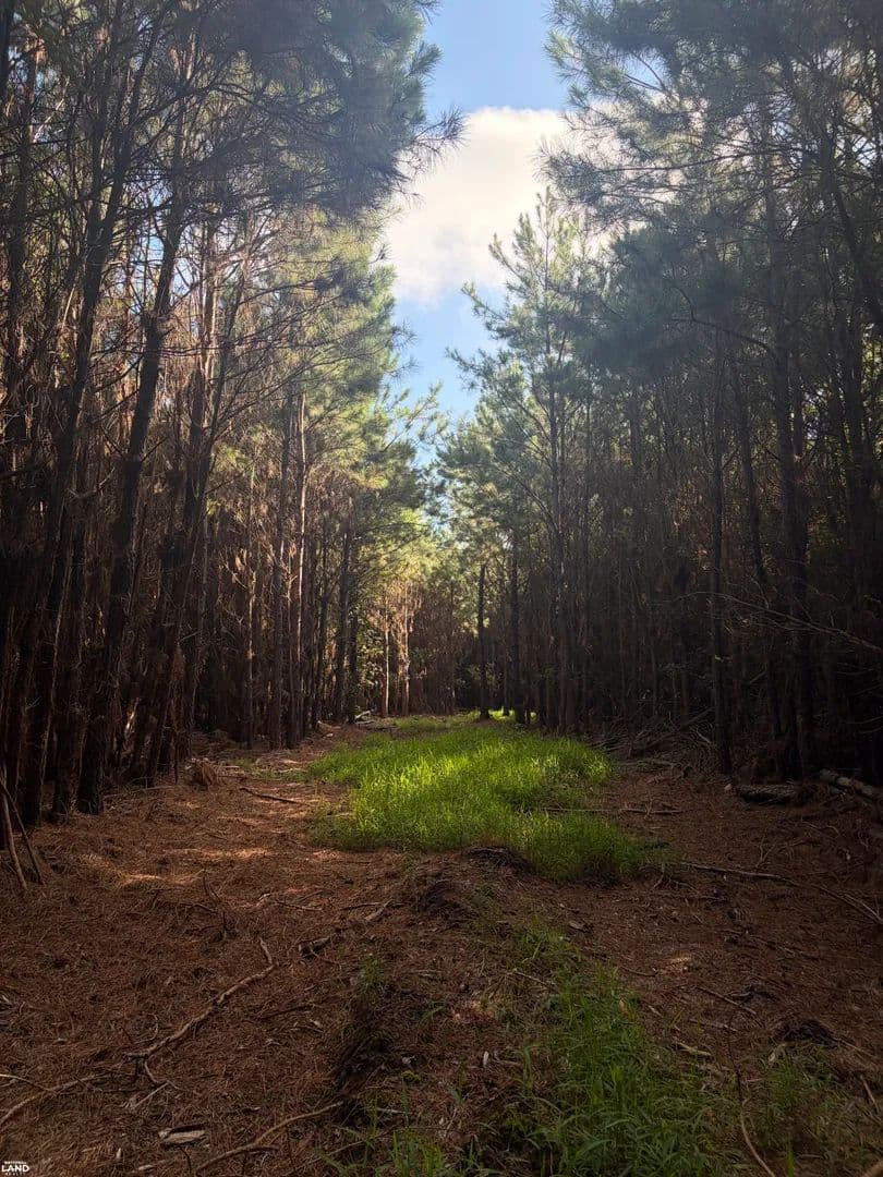 Teachey Tract - Teachey, North Carolina, 28464