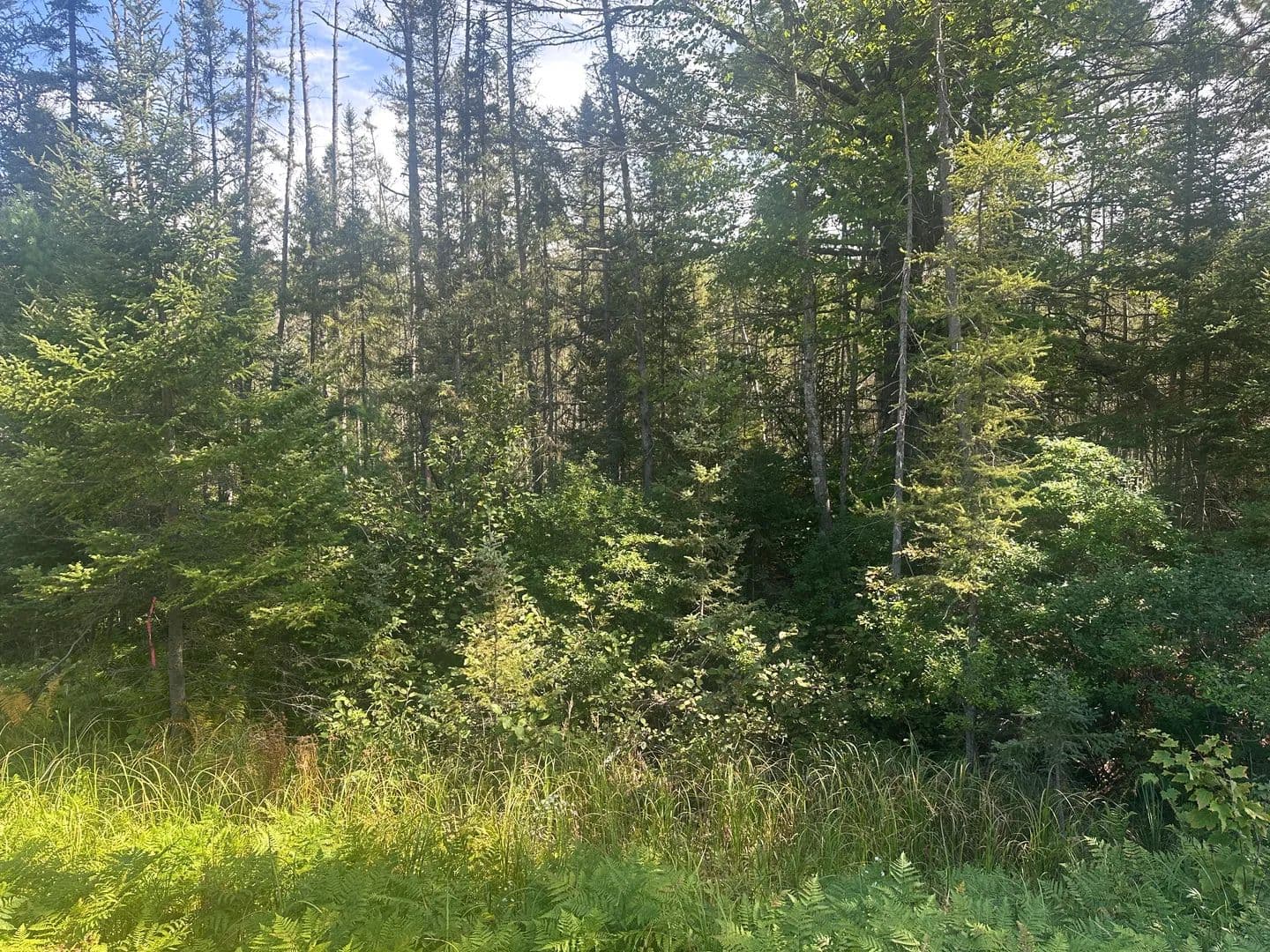 Land -Single Family Acreage in Rhinelander - Rhinelander, Wisconsin, 54501