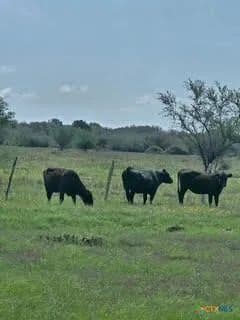 61.46 Acres of Land for Sale in Hallettsville, TX - Hallettsville, Texas, 77964